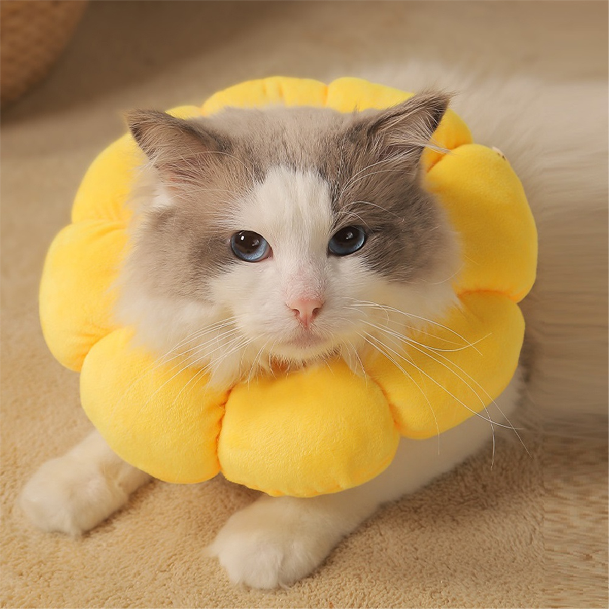 Misters Combo Pack of Daily Josh for Men 60 Veg Capsule and Enhance for Men Intimate Moisturizer 50gm